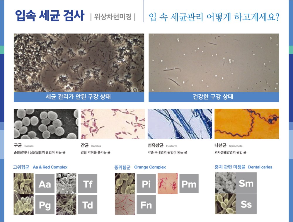 입속에 존재하는 세균의 종류를 정리한 안내 자료